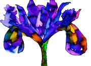 Iris-Purple-small-2-web